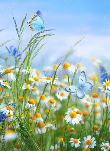 Beautiful field meadow flowers chamomile and butterfly against blue sky with clouds, nature spring summer landscape, close-up macro.