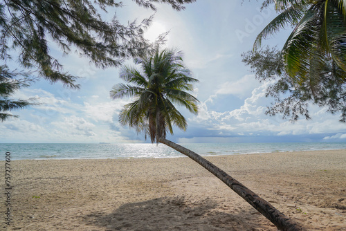 Coconut trees along the beautiful sandy beach of Chumphon Province, Thailand