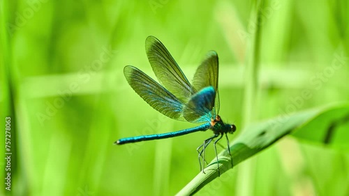 Banded demoiselle (Calopteryx splendens) photo