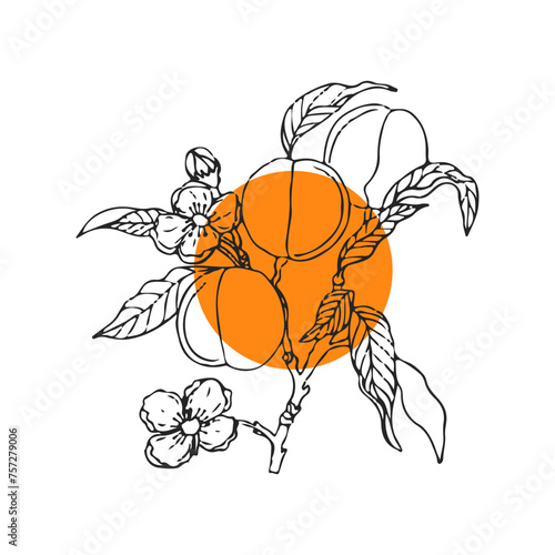 peaches apricots drawing fruit