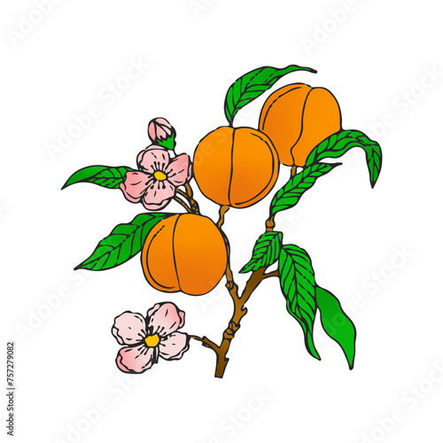 peaches apricots drawing fruit