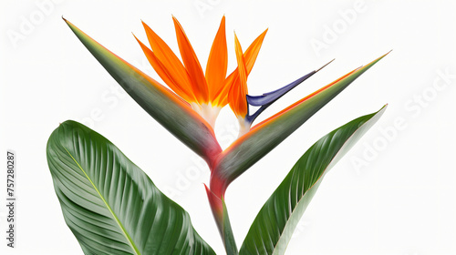 Strelitzia Regina flower close-up