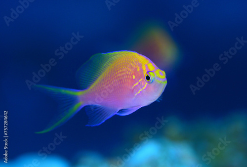 可愛いハナゴンベの幼魚