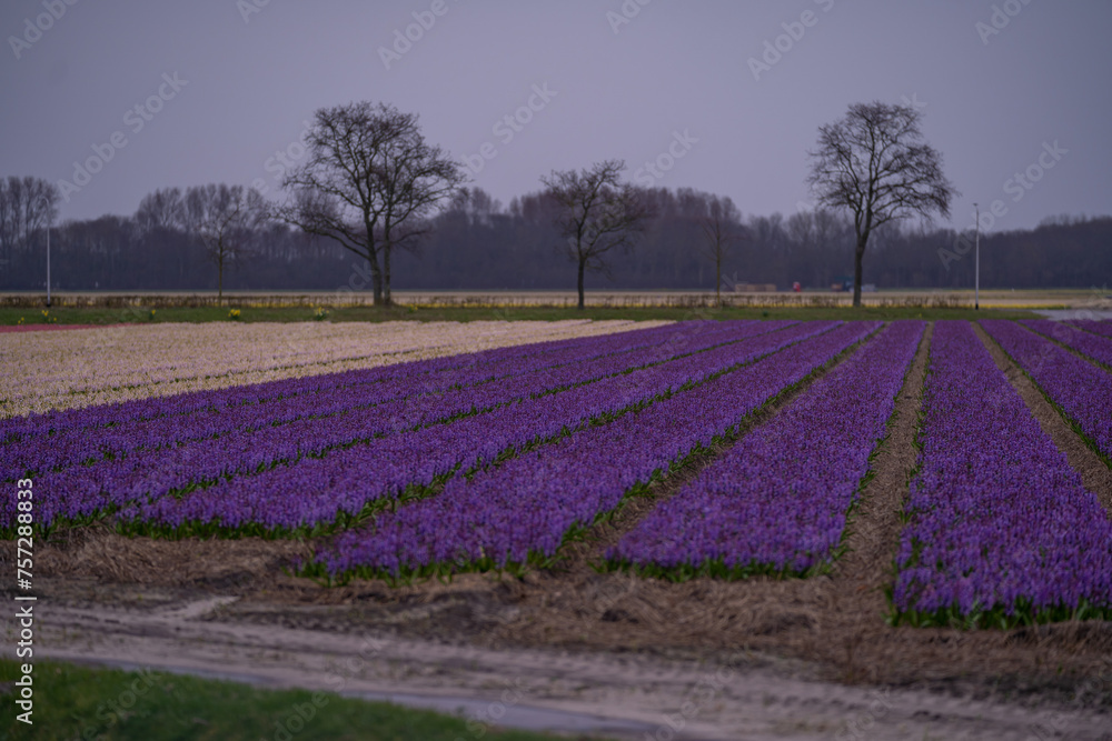 Landscape at dusk with a field of purple hyacinths in bloom in Netherlands. Cultivation of bulb flowers in rows (Hyacinthus orientalis) in the plains in rainy weather