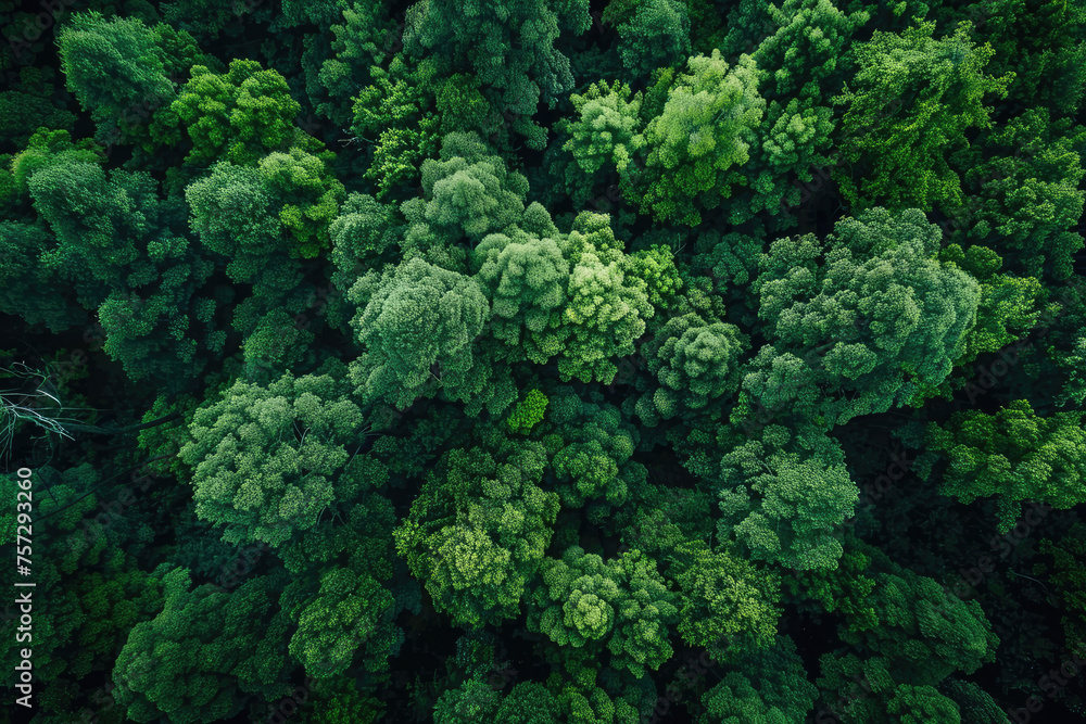 Save to Library
Download Preview Preview Crop
Find Similar
FILE #: 678187191
Aerial top view of green trees in forest. Drone view of dense green tree captures CO2. Green tree nature background
Save to Library
Download Preview Preview Crop
Find Similar
FILE #: 678187191
Aerial top view of green trees in forest. Drone view of dense green tree captures CO2. Green tree nature background