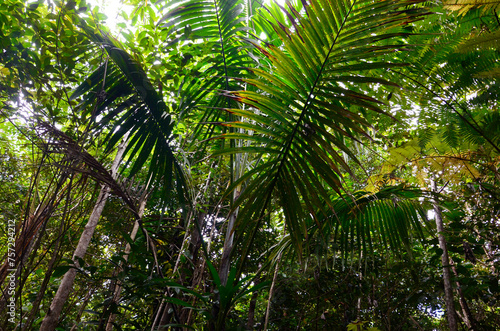 Tropical rainforest landscape, concept for traveling, jungle, environment, exotic botany