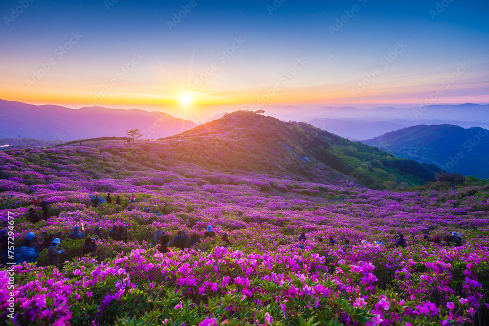Morning and spring view of pink azalea flowers at Hwangmaesan Mountain with the background of sunlight and foggy mountain range near Hapcheon-gun, South Korea.