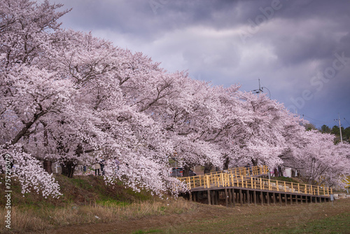 Beautiful rows of cherry trees along the roadside and cherry blossoms in full bloom in Gyeongju City, South Korea