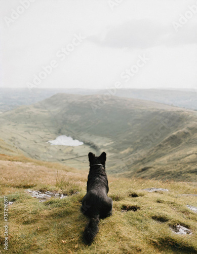 A dog sat on top of a mountain looking at the view in the English countryside