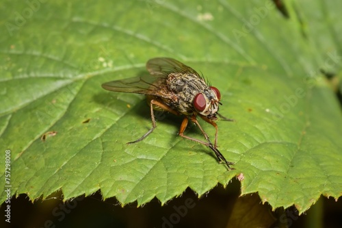 Housefly on a leaf in detail
