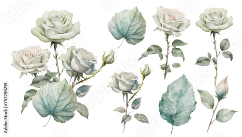 Set watercolor white roses floral roses bouquets. Wedding concept a white background