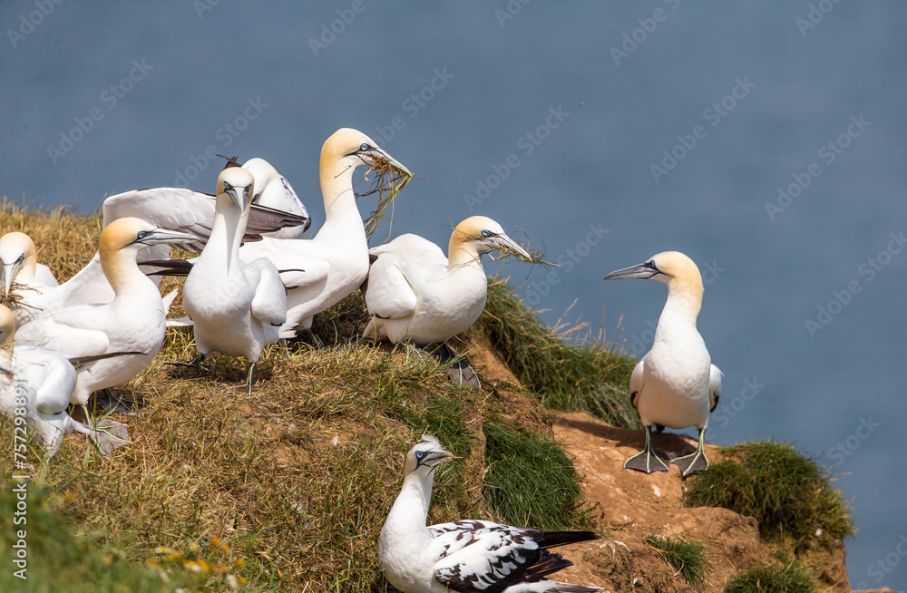Gannets gathering nest material Gannets gathering nest material
