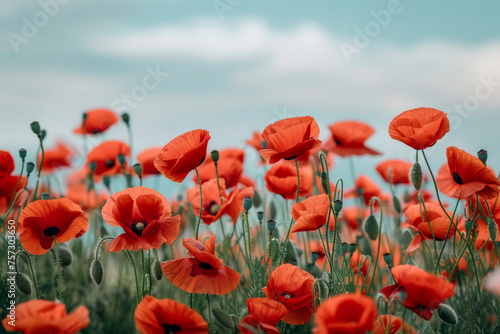 Ruby Red Poppies Against Blue Sky