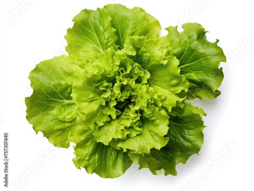lettuce isolated on white background