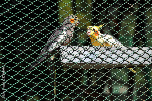 Quadro em tela Colorful couple of parakeets in captivity