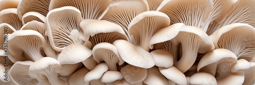 Oyster mushrooms closeup background, banner, texture. Fresh raw oyster mushrooms back view