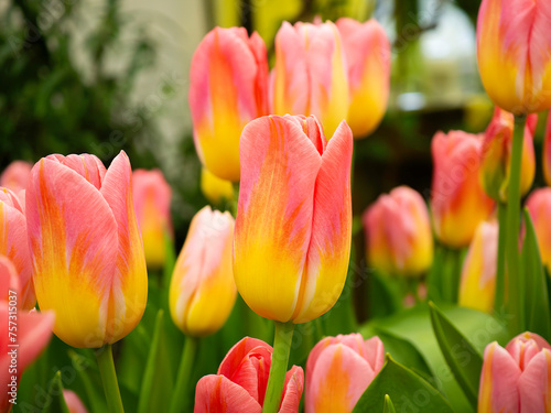 Yellow-red tulips. Close-up of spring flowers. Flower store . Botanical calendar photo