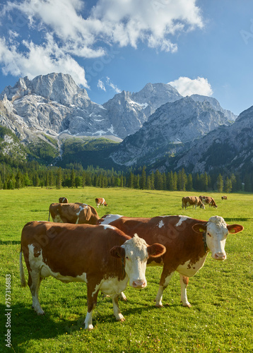 Kühe auf der Rontalalm, nördliche Karwendelkette,  Tirol, Österreich