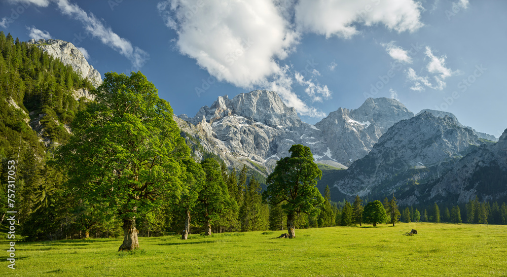 Ahornbäume, Rontalalm, nördliche Karwendelkette,  Tirol, Österreich