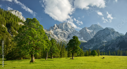 Ahornbäume, Rontalalm, nördliche Karwendelkette,  Tirol, Österreich photo