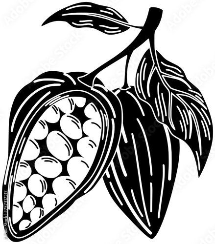 fruit illustration chocolate silhouette tree logo food icon bean outline cocoa plant branch cacao tropical natural botanical seed drawing shape branch cacao for vector graphic background