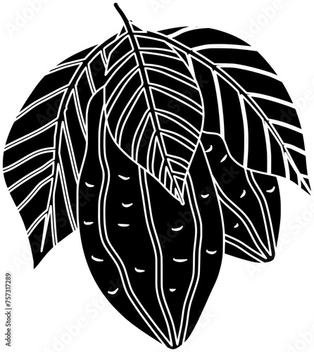 fruit illustration chocolate silhouette tree logo food icon bean outline cocoa plant branch cacao tropical natural botanical seed drawing shape branch cacao for vector graphic background