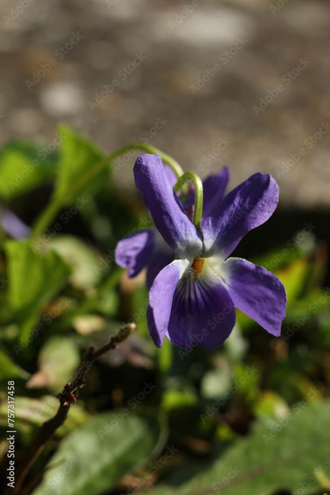Viola odorata, commonly known as wood violet, is a species of flowering plant in the family Violaceae. Viola odorata, commonly known as wood violet, is a species of flowering plant in the family Violaceae.