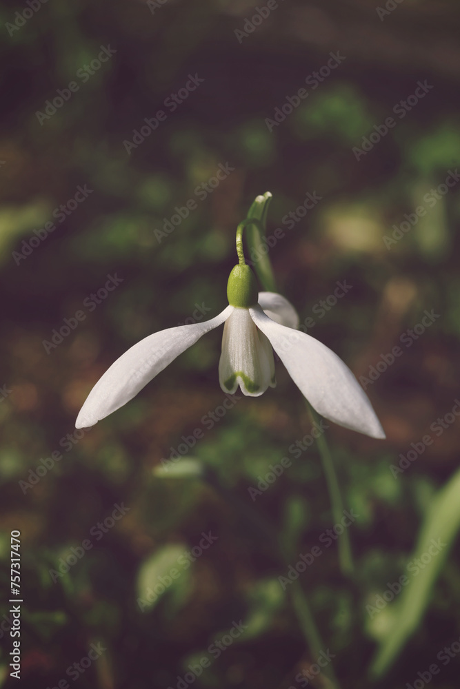 Snowdrop flower, Galanthus nivalis, close up Snowdrop flower, Galanthus nivalis, close up