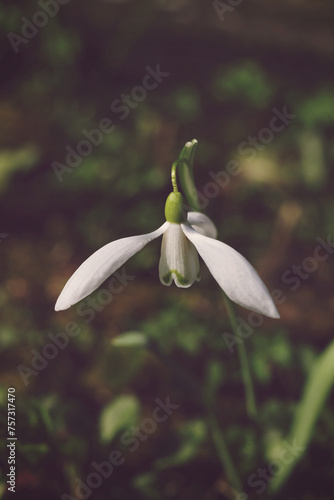 Snowdrop flower, Galanthus nivalis, close up