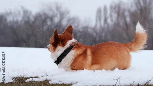 happy welsh kogi pembroke dog bathes and tumbles in the snow on a walk outdoors photo