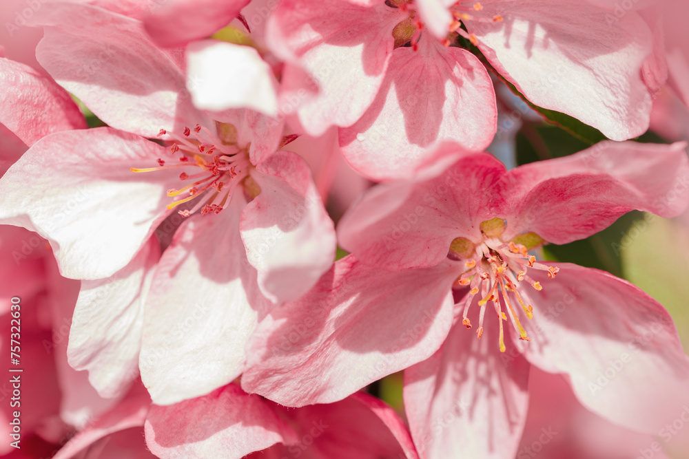 Blooming branch of Apple Tree in Spring, Pink flowers with tender petals close-up on soft-focus blurred background, copy space gentle beauty of sping season flowers, macro nature photo Blooming branch of Apple Tree in Spring, Pink flowers with tender petals close-up on soft-focus blurred background, copy space gentle beauty of sping season flowers, macro nature photo