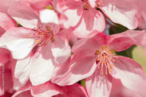 Blooming branch of Apple Tree in Spring, Pink flowers with tender petals close-up on soft-focus blurred background, copy space gentle beauty of sping season flowers, macro nature photo