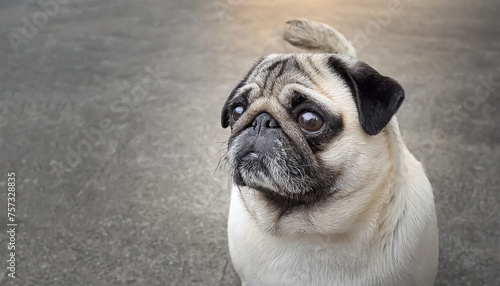 pug dog with gray fur exposing only half of head. © netsay