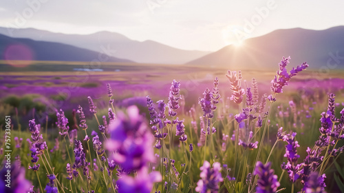 Lavender field at sunset with mountains in the background  vibrant purple flowers in full bloom  illuminated by the golden rays of the setting sun  creating a tranquil and picturesque landscape.