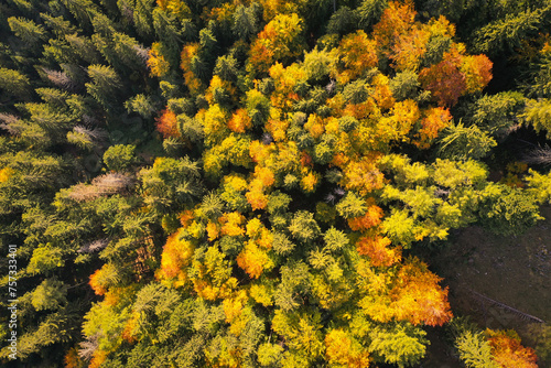 Drone photo of coniferous forest in late autumn on mountain landscape