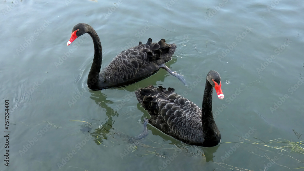 Obraz premium Black swans swimming on a pond