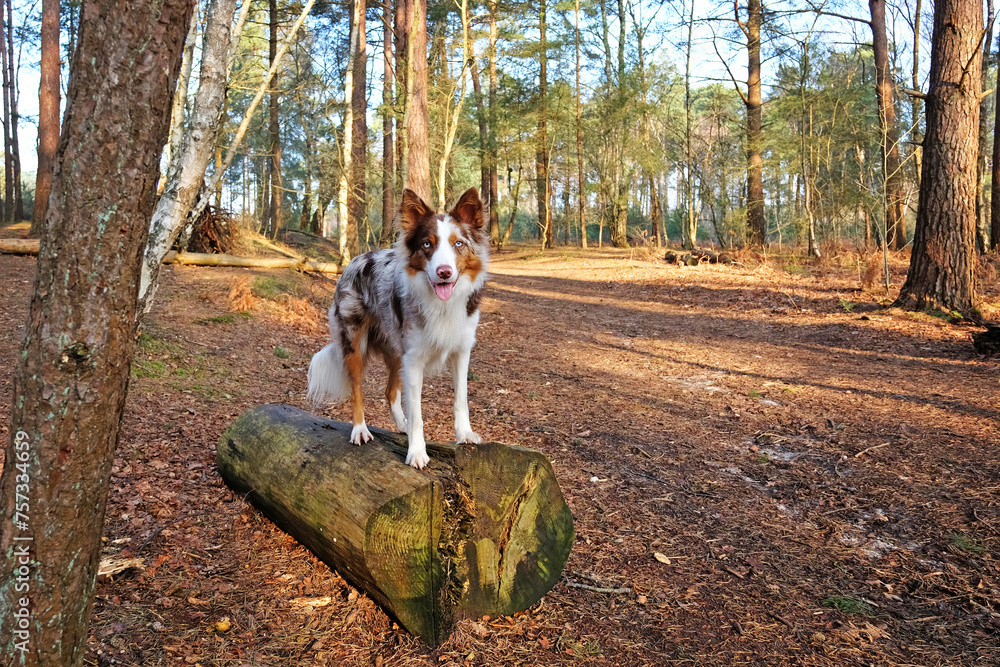 A tri coloured red merle border collie stood amongst the trees in pine woodland. A tri coloured red merle border collie stood amongst the trees in pine woodland.