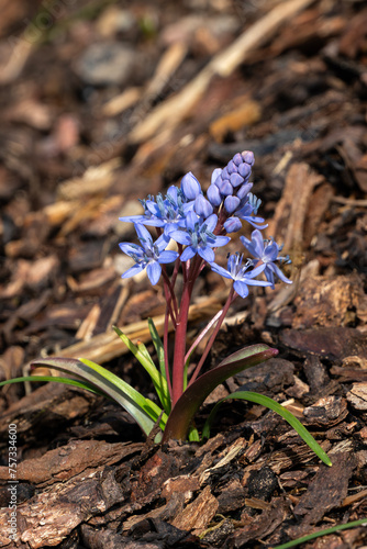 Scilla bifolia a small early spring flowering plant with a blue purple springtime flower commonly known as alpine squill, stock photo image photo