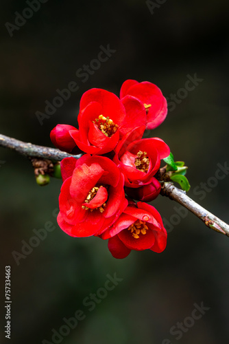 Chaenomeles x superba 'Knap Hill Scarlet' a spring flowering shrub plant with a red springtime flower commonly known as Japanese quince, stock photo image