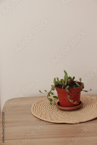 Othonna capensis also known as Ruby Necklace, Succulent Plant in Pot photo