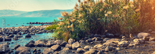 Fototapeta Naklejka Na Ścianę i Meble -  The coast of the Sea of Galilee near Ein Eyov Waterfall in Tabgha, Israel. Horizontal banner