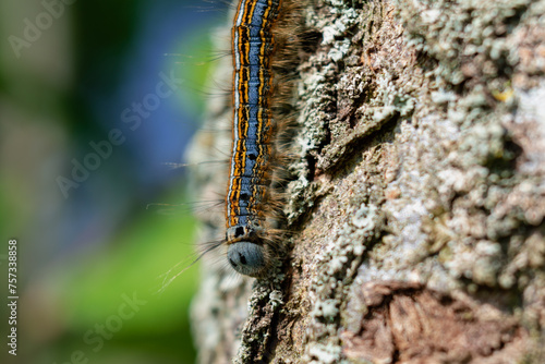 Caterpillar seen in a fruit tree, possibly the lackey moth, malacosoma neustria, lepidoptera photo