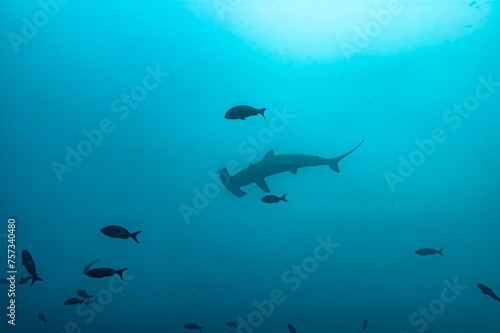 Silhouette of Hammerhead Shark in Open Water