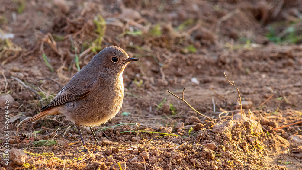 Junger Hausrotschanz (Phoenicurus ochruros) sucht nach Futter Junger Hausrotschanz (Phoenicurus ochruros) sucht nach Futter