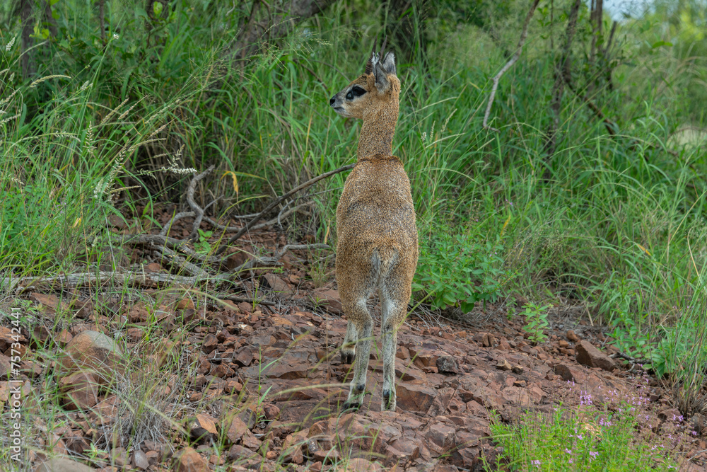 Oréotrague, klipspringer, Oreotragus oreotragus Oréotrague, klipspringer, Oreotragus oreotragus