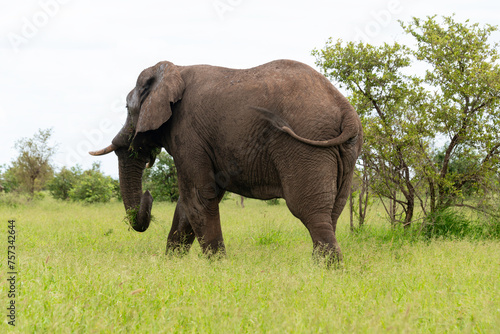   l  phant d Afrique  jeune  Loxodonta africana  Parc national Kruger  Afrique du Sud