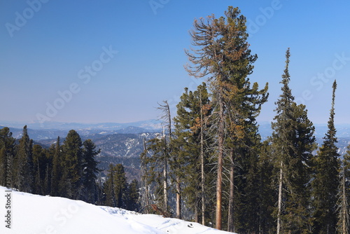 Spruce forest in the snow. Winter landscape with snow-covered tree branches.	