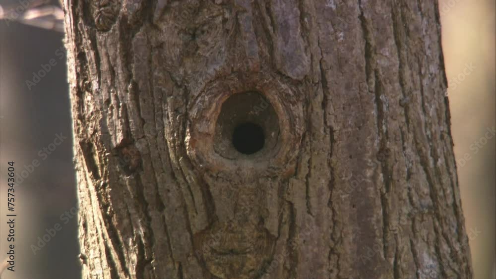 nuthatch at a tree hollow in the forest in spring