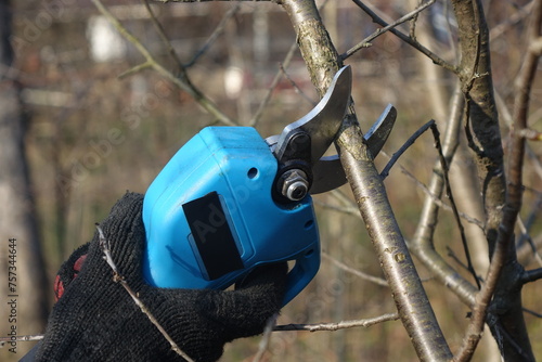 Pruning trees with electric pruning shears branch cutter automatic with battery to easyprune branches of trees. Gardening electric tool equipment.