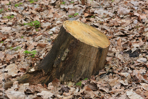 old wooden stump © Pavlo Klymenko